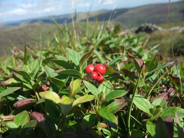 dwarf cornel / Cornus suecica: Close-up of leaves and fruit