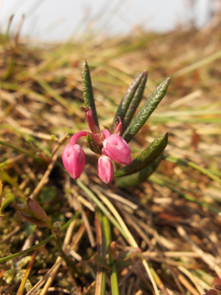 bog rosemary / Andromeda polifolia: _Andromeda polifolia_ grows in peat bogs in northern England, southern Scotland, Ireland and Wales.