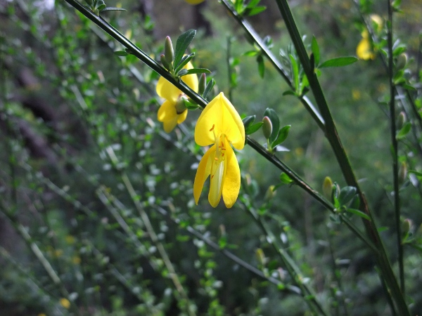 broom / Cytisus scoparius: _Cytisus scoparius_ is a shrub of sandy ground, especially heaths.