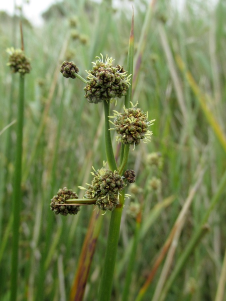 round-headed club-rush / Scirpoides holoschoenus