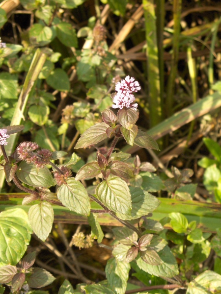 water mint / Mentha aquatica: _Mentha aquatica_ grows in waterlogged places in lowlands throughout the British Isles.