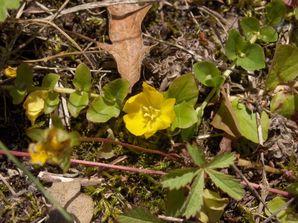 creeping Jenny / Lysimachia nummularia: The leaves of _Lysimachia nummularia_ are rounded, and the sepals are broad, in contrast to _Lysimachia nemorum_.