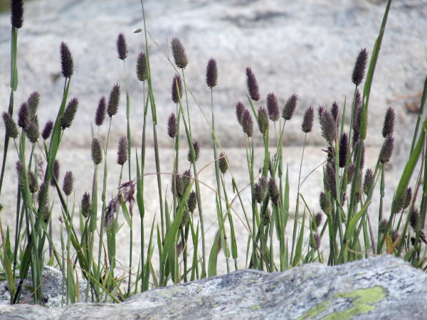 Alpine cat’s-tail / Phleum alpinum: _Phleum alpinum_ is an <a href="aa.html">Arctic–Alpine</a> species restricted in the British Isles to the central Highlands of Scotland and the North Pennines in England, always above 2000 feet.