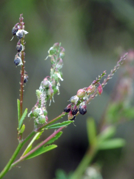 tall melilot / Melilotus altissimus: _Melilotus altissimus_ differs from _Melilotus officinalis_ in having pods that are hairy, black and 2-seeded, rather than glabrous, brown and 1-seeded.