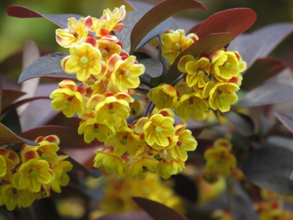 Thunberg’s barberry / Berberis thunbergii: The flowers of _Berberis thunbergii_ are mostly yellow, but with a suffusion of red on the outer sepals.