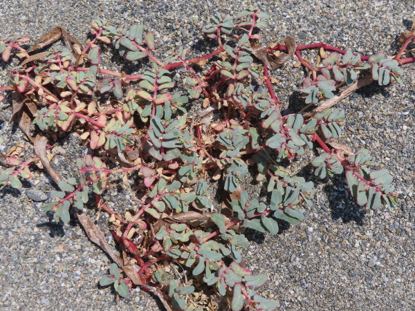 purple spurge / Euphorbia peplis: _Euphorbia peplis_ used to occur on sand and shingle just above the high-tide mark on southern shores of Britain and Ireland (including the Channel Islands), but died out by the 1970s.