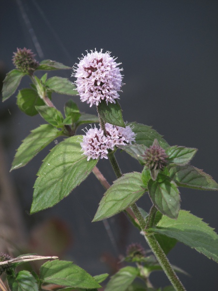 water mint / Mentha aquatica: _Mentha aquatica_ hybridises with other mints to produce the hybrids _M._ × _verticillata_, _M._ × _smithiana_ and _M._ × _piperita_.