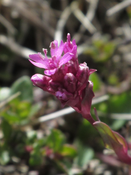 Alpine catchfly / Silene suecica: The petals of _Silene suecica_ are divided, and have tiny inward-pointing scales near the bases.