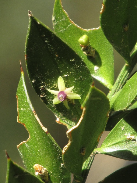 butcher’s broom / Ruscus aculeatus: The flowers of _Ruscus aculeatus_ are minute, and occur in the centre of each phyllode.
