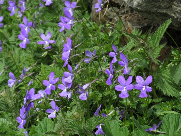 horned pansy / Viola cornuta: The flowers of _Viola cornuta_ have a long, pointed spur.
