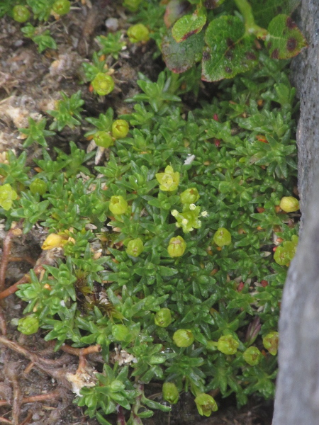 cyphel / Cherleria sedoides: _Cherleria sedoides_ is a cushion-forming woody plant found in the Alps and the Scottish highlands but not found in the Arctic.