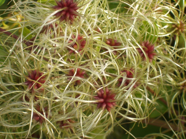 traveller’s joy / Clematis vitalba: Its seeds are adapted to wind-dispersal.