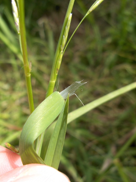 plicate sweet-grass / Glyceria notata: Ligule