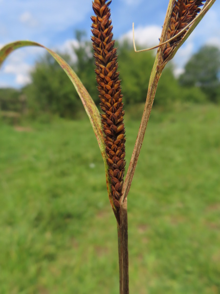 slender tufted sedge / Carex acuta: _Carex acuta_ has 2 stigmas (unlike _Carex acutiformis_); its stems are sharply trigonous, and the lowest bract is longer than the inflorescence.