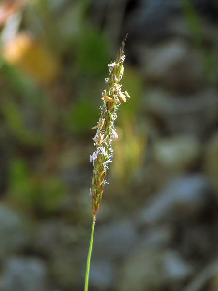 black grass / Alopecurus myosuroides