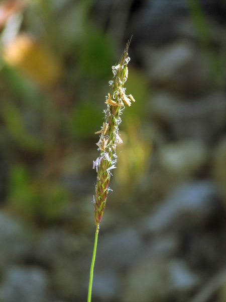 black grass / Alopecurus myosuroides: The glumes of _Alopecurus myosuroides_ have a flattened wing along the keel.
