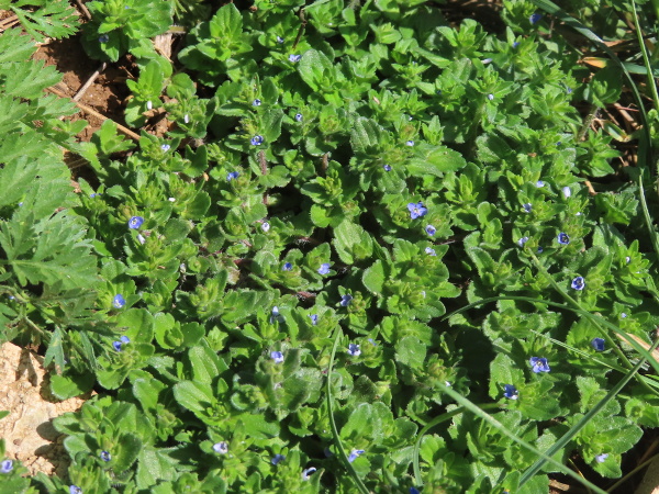 green field-speedwell / Veronica agrestis: _Veronica agrestis_ is an arable weed with trailing stems that root at the nodes; its small, usually blue flowers are borne in the axils of full-sized leaves rather than reduced bracts.