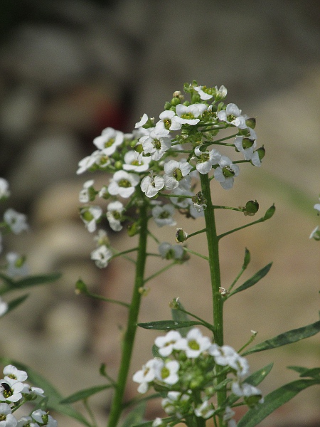 sweet alison / Lobularia maritima: The small fruit-pods of _Lobularia maritima_ contain just 2 seeds each.