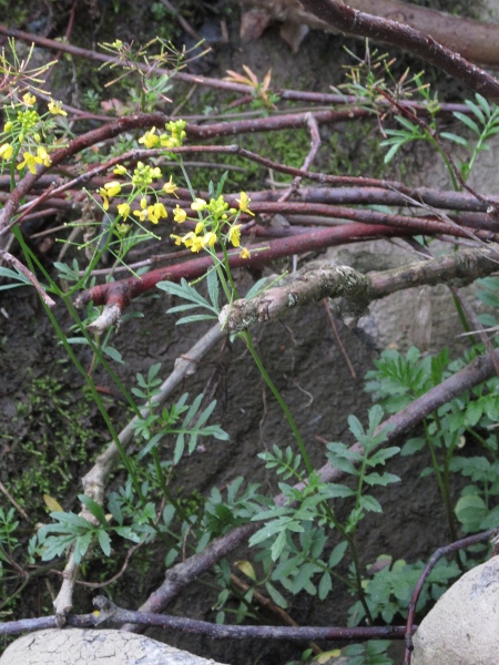 creeping yellow-cress / Rorippa sylvestris: _Rorippa sylvestris_ grows in damp, muddy places across the British Isles.