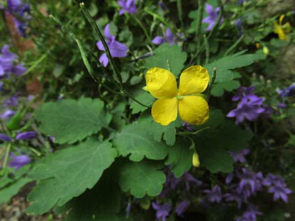 greater celandine / Chelidonium majus: _Chelidonium majus_ has 4-parted yellow flowers that produce elongated seed-pods.