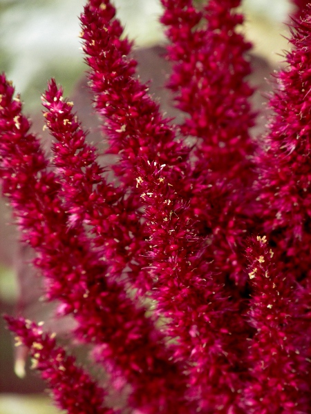 prince’s feather / Amaranthus hypochondriacus: The flowers of _Amaranthus hypochondriacus_ have 5 acute tepals and form an upright inflorescence.