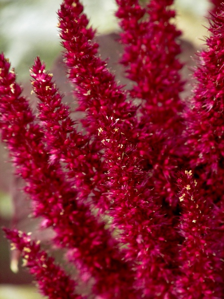 prince’s feather / Amaranthus hypochondriacus