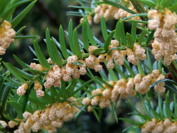 yew / Taxus baccata: The male cones of _Taxus baccata_ appear in spring.