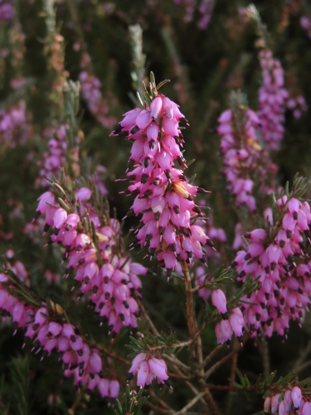 Irish heath / Erica erigena: _Erica erigena_ is similar to _Erica carnea_ and their hybrid _Erica_ × _darleyensis_; it is native to western Ireland and south-western continental Europe.