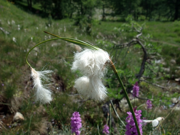 common cottongrass / Eriophorum angustifolium: _Eriophorum angustifolium_ is the most common many-headed cotton-grass species, found in acid moorland; it has round stems with a loose-fitting upper leaf-sheath; its leaves are channelled with a long pyramidal tip, unlike _Eriophorum latifolium_.