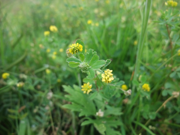 black medick / Medicago lupulina: Inflorescence