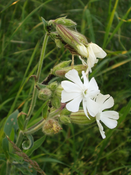 white campion / Silene latifolia: Male flowers such as these have a narrow calyx; female flowers are much fatter.