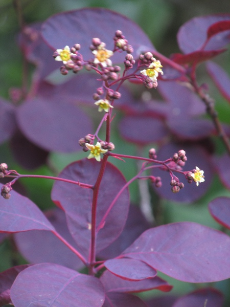smoke tree / Cotinus coggygria: The foliage of _Cotinus coggygria_ turns beetroot-red.