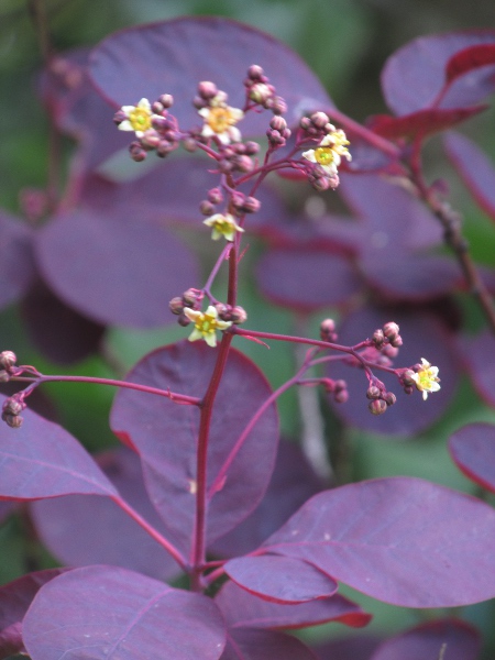 smoke tree / Cotinus coggygria