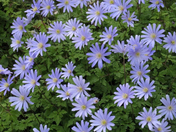 Balkan anemone / Anemone blanda: _Anemone blanda_ flowers slightly earlier than _Anemone apennina_. The undersides of its leaves and sepals are hairless, unlike _A. apennina_.