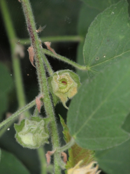 garden tree-mallow / Malva × clementii: Fruit