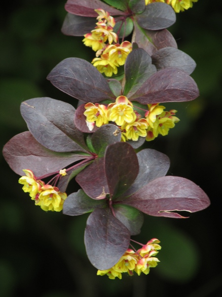 Thunberg’s barberry / Berberis thunbergii