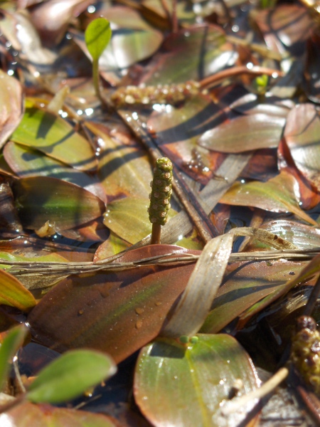 bog pondweed / Potamogeton polygonifolius: _Potamogeton polygonifolius_ grows in pools on heaths and moors, and is therefore absent from much of central England.