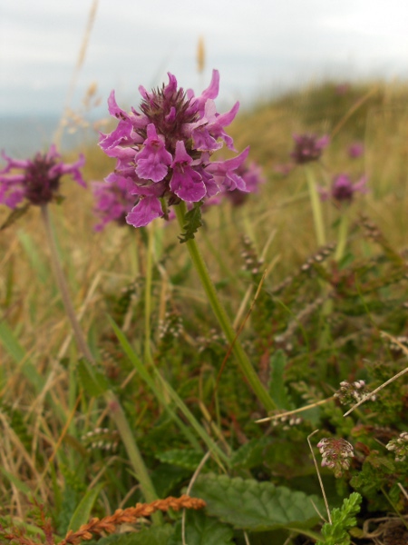 betony / Betonica officinalis: A dwarf variant of maritime cliffs is sometimes recognised as _Betonica officinalis_ var. _nana_.