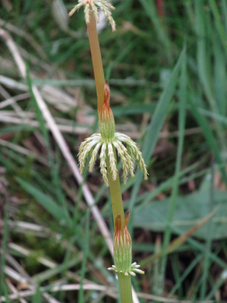 wood horsetail / Equisetum sylvaticum: In _Equisetum sylvaticum_, the teeth of the stem sheaths often cohere; in all our other horsetail species, they are free.