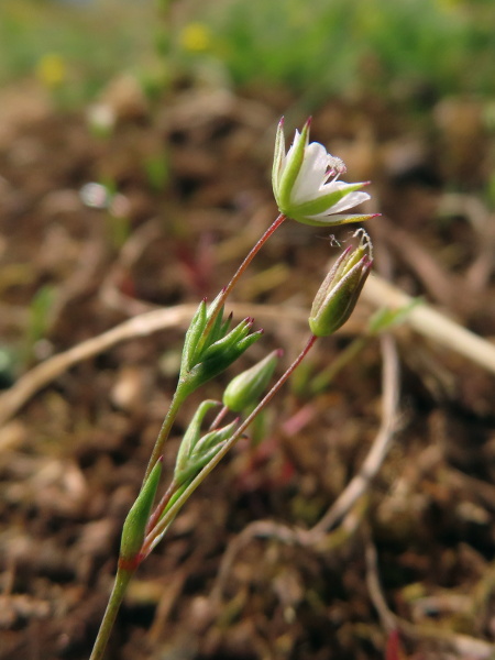 fine-leaved sandwort / Sabulina tenuifolia: The petals of _Sabulina tenuifolia_ are shorter than the sepals, and the leaves of its lateral shoots are clustered into ‘knots’ in the axils of the stem leaves.