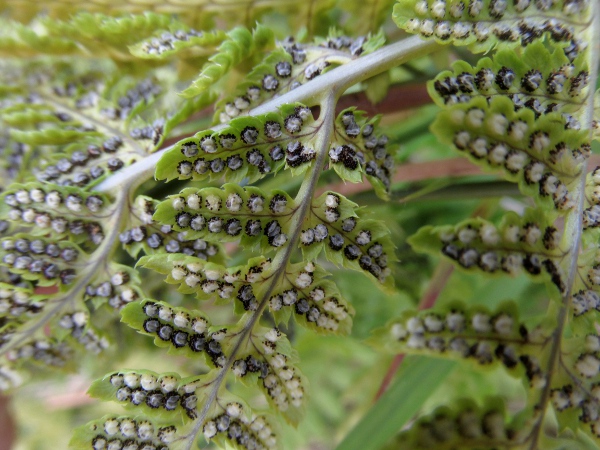 narrow buckler-fern / Dryopteris carthusiana: In _Dryopteris carthusiana_, like all the buckler-ferns, the indusia covering the spores are shaped like small shields (a ‘buckler’ being a type of rounded shield).