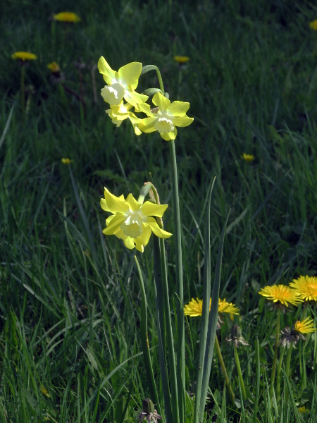 jonquil / Narcissus jonquilla: _Narcissus jonquilla_ (this is the cultivar ’Pipit’) is a daffodil with several flowers per stem and cylindrical leaves, native to the south-western Iberian Peninsula.