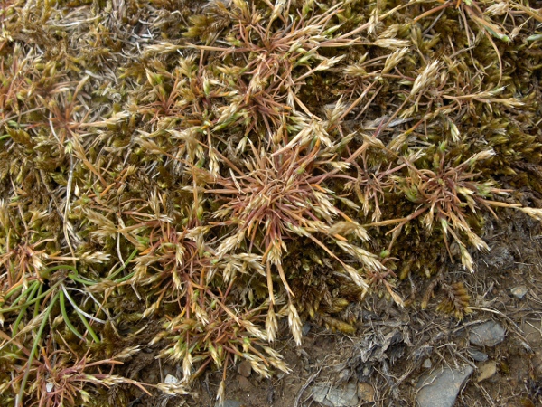 early hair-grass / Aira praecox