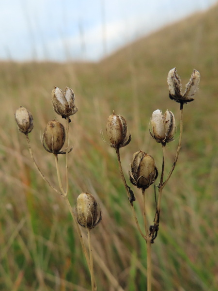 yellow-wort / Blackstonia perfoliata: The fruit of _Blackstonia perfoliata_ is a pale, rounded capsule that opens up between the 2 valves.