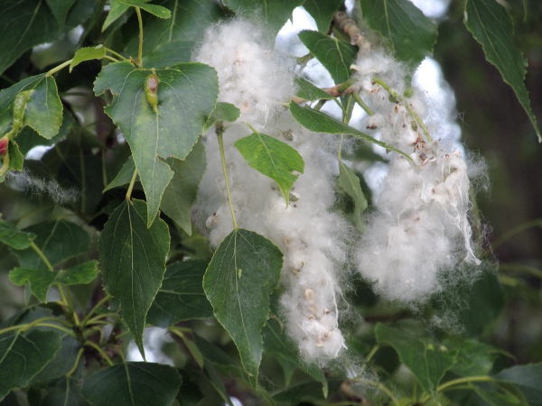 black poplar / Populus nigra: The seeds of _Populus nigra_ are adapted to wind-dispersal.