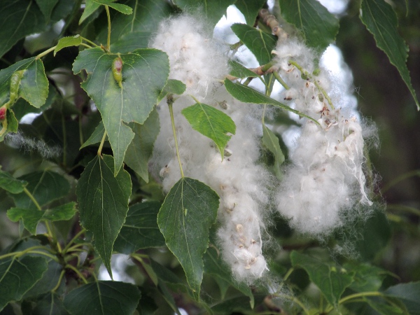 black poplar / Populus nigra