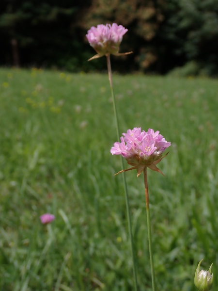 tall thrift / Armeria maritima subsp. elongata: _Armeria maritima_ subsp. _elongata_ is a rare subspecies, found only in inland meadows in South Lincolnshire; it is taller than _A.&nbsp;maritima_ subsp. _maritima_, with hairless stems, and longer bracts.