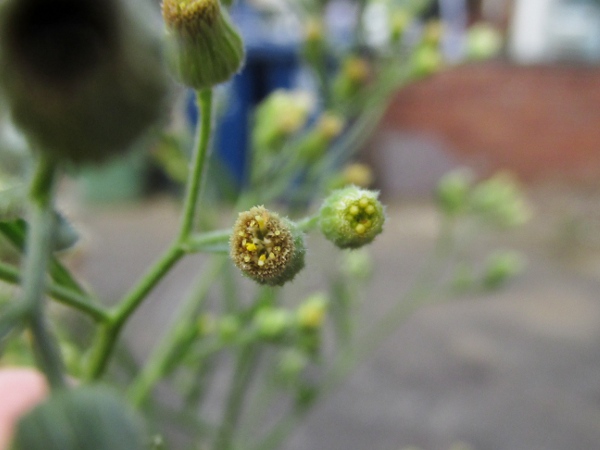 Bilbao fleabane / Erigeron floribundus: The disc flowers of _Erigeron floribundus_ have 5 corolla lobes, unlike those of _Erigeron canadensis_, which have 4.