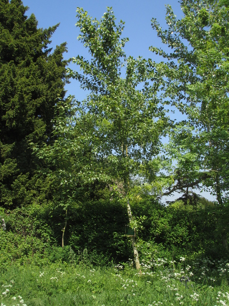 western balsam-poplar / Populus trichocarpa: _Populus trichocarpa_ is a widely planted amenity tree.