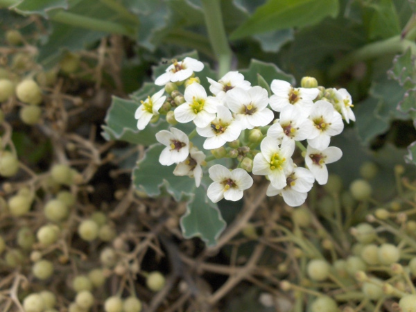 sea kale / Crambe maritima: Flowers